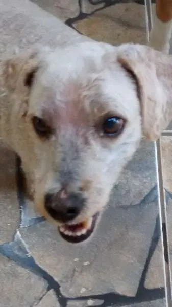 Cachorro ra a Poodle idade 4 anos nome SNOOPY GRATIFICA