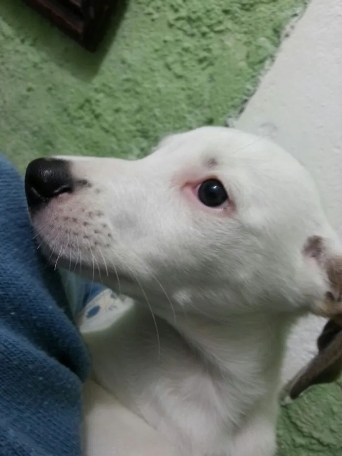 Cachorro raça SRD idade 2 a 6 meses nome PITUKA