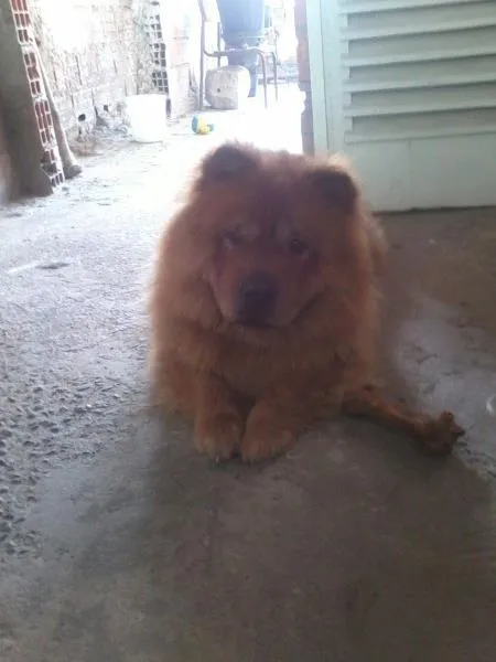 Cachorro ra a Chow Chow idade 2 anos nome bisteca