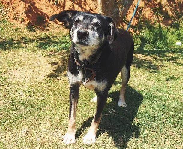 Cachorro ra a SRD idade 6 ou mais anos nome Juju