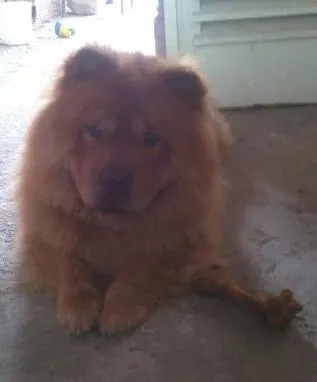 Cachorro ra a Chow Chow idade 2 anos nome bisteca