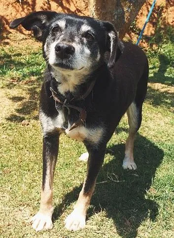 Cachorro ra a SRD idade 6 ou mais anos nome Juju