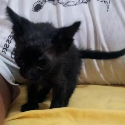 Gato raça SRD idade Abaixo de 2 meses nome Johnny