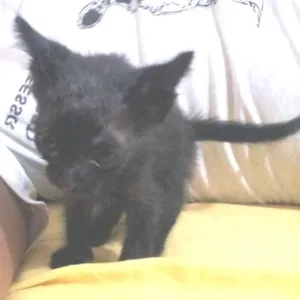 Gato raça SRD idade Abaixo de 2 meses nome Johnny
