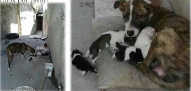 Cachorro ra a vira lata idade 1 ano nome Meg