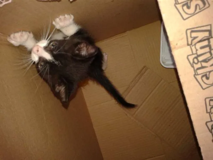 Gato ra a ignorado idade Abaixo de 2 meses nome esgo