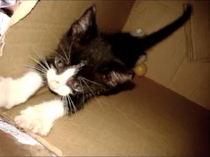 Gato raça ignorado idade Abaixo de 2 meses nome esgo