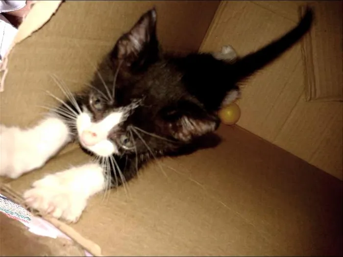 Gato ra a ignorado idade Abaixo de 2 meses nome esgo