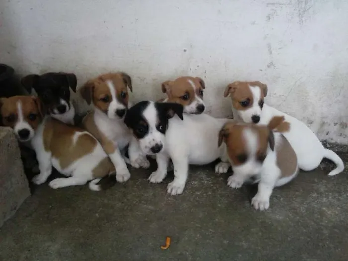 Cachorro ra a Vira-Lata idade 2 a 6 meses nome sem nome