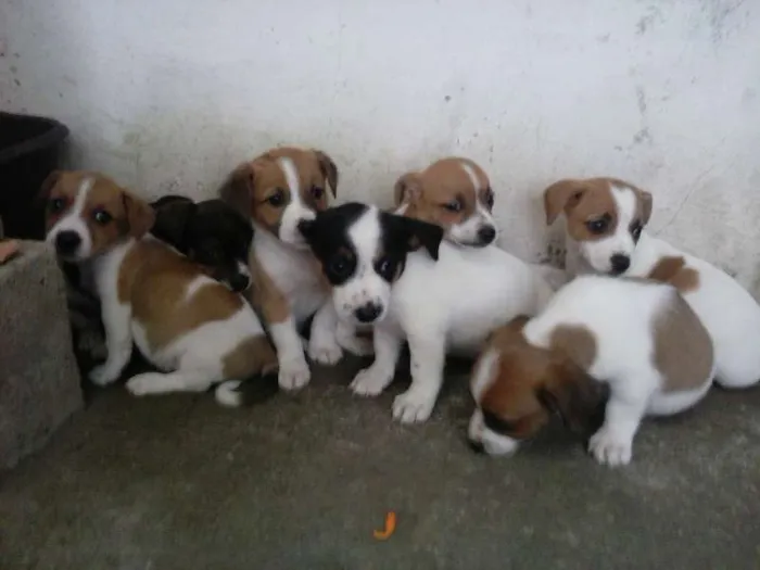 Cachorro ra a Vira-Lata idade 2 a 6 meses nome sem nome