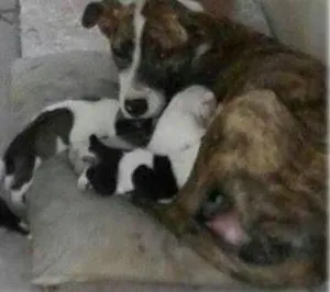 Cachorro raça vira lata idade 1 ano nome Meg
