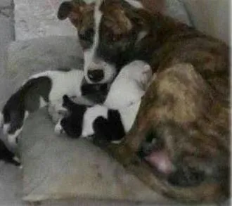 Cachorro ra a vira lata idade 1 ano nome Meg