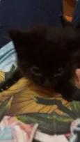 Thor e Meia-noite