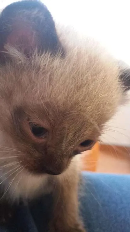 Gato ra a Vira-lata idade 2 a 6 meses nome Thor e Meia-noite