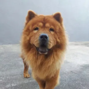 Cachorro raça Chow Chow idade 6 ou mais anos nome Kenzo