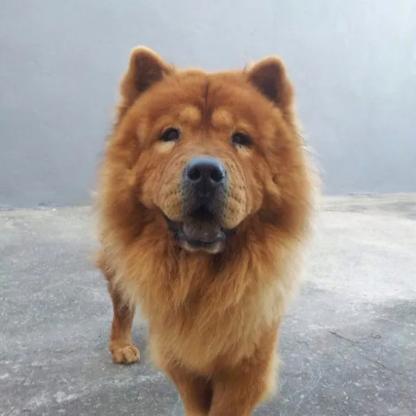 Cachorro ra a Chow Chow idade 6 ou mais anos nome Kenzo