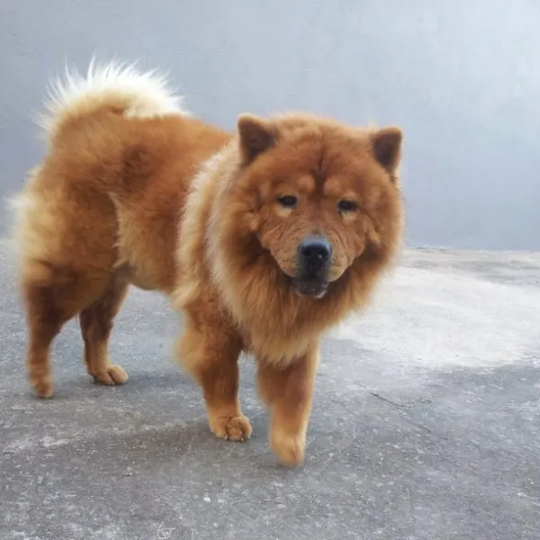 Cachorro ra a Chow Chow idade 6 ou mais anos nome Kenzo