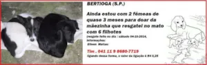 Cachorro raça SRD idade 2 a 6 meses nome Filhote