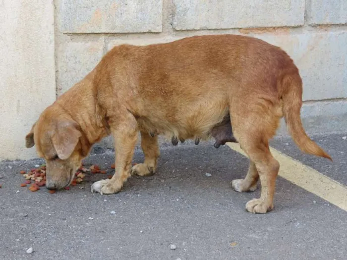 Cachorro ra a SRD idade 5 anos nome Sem nome