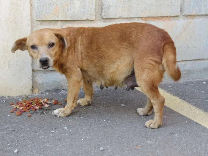 Cachorro ra a SRD idade 5 anos nome Sem nome