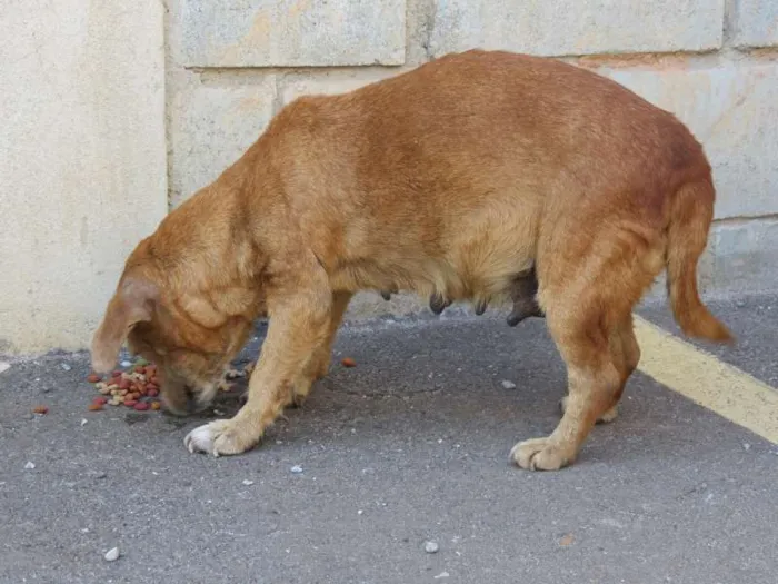 Cachorro ra a SRD idade 5 anos nome Sem nome