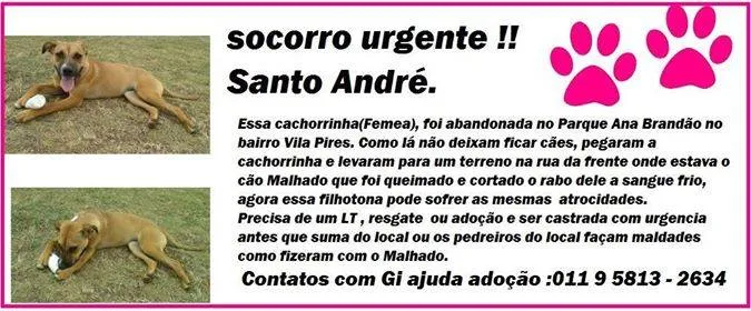 Cachorro ra a SRD idade 3 anos nome Menina