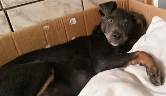 Cachorro raça SRD idade 1 ano nome Tobby