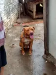 Cachorro raça Pit-Bull idade 7 a 11 meses nome Beethoven