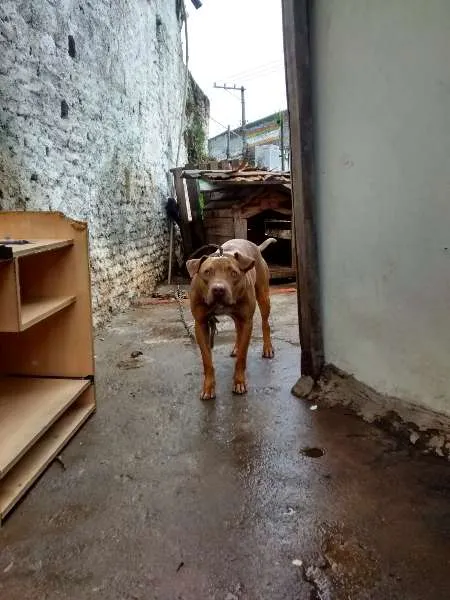 Cachorro raça Pit-Bull idade 7 a 11 meses nome Beethoven