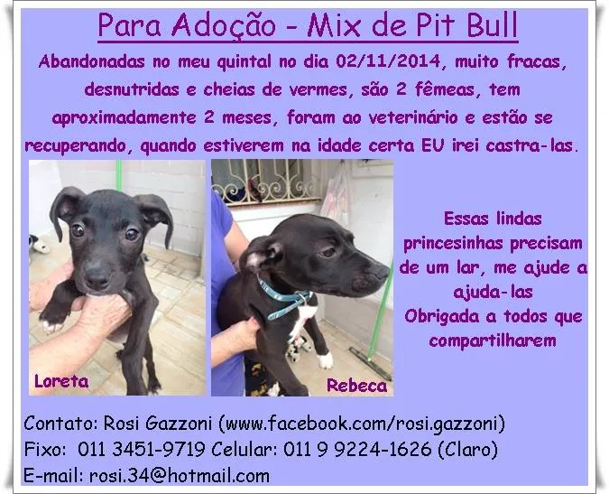 Cachorro ra a mix pit bull idade 2 a 6 meses nome rebeca