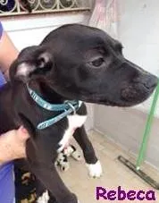 Cachorro raça mix pit bull idade 2 a 6 meses nome rebeca