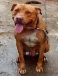 Cachorro raça Pit-Bull idade 7 a 11 meses nome Beethoven