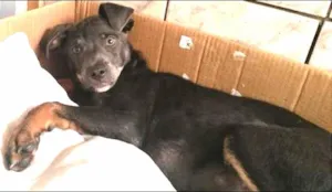 Cachorro raça SRD idade 1 ano nome Tobby