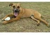 Cachorro raça SRD idade 3 anos nome Menina