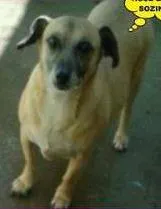 Cachorro ra a SRD idade 5 anos nome Belezinhas