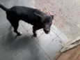 Lupi