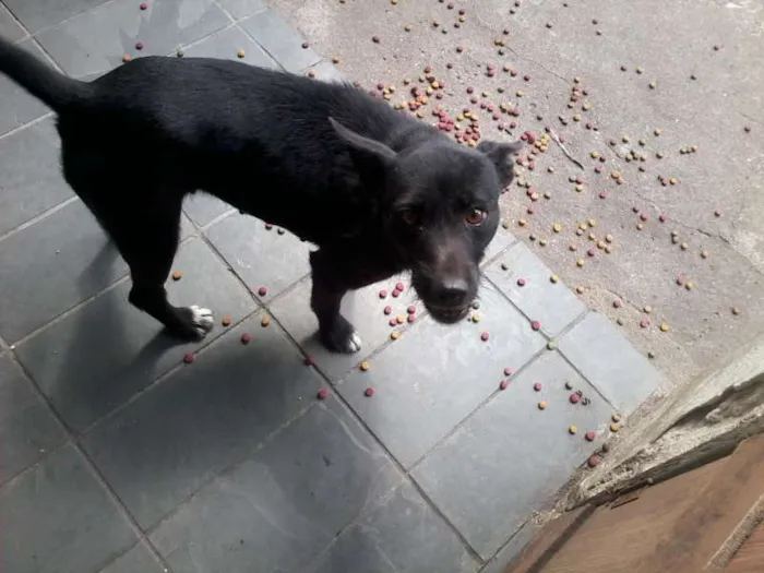 Cachorro raça vira lata  idade 2 anos nome Lupi