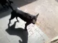 Lupi