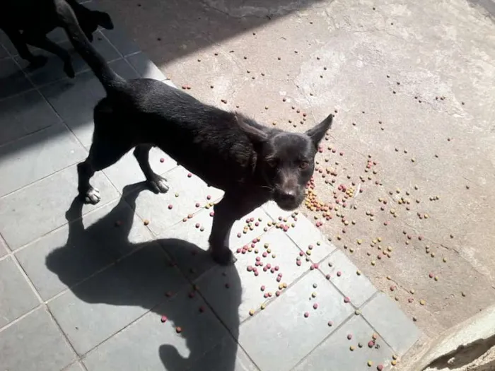 Cachorro raça vira lata  idade 2 anos nome Lupi