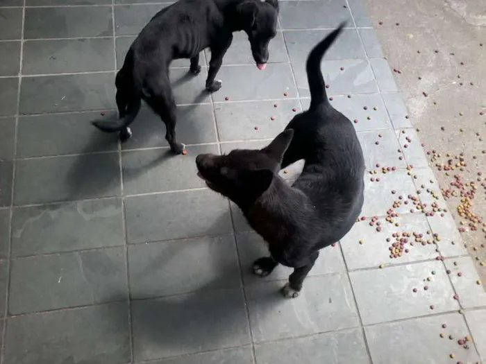 Cachorro raça vira lata idade 2 anos nome Graxinha