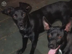 Cachorro raça vira lata idade 2 anos nome Graxinha