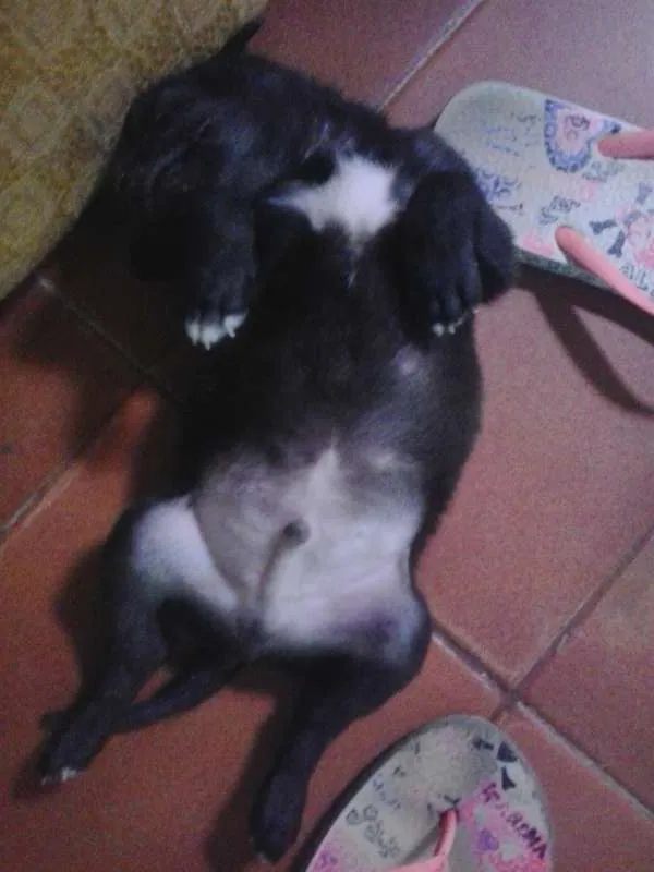 Cachorro raça SRD idade 2 a 6 meses nome Marley