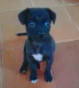 Marley