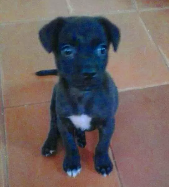 Cachorro raça SRD idade 2 a 6 meses nome Marley
