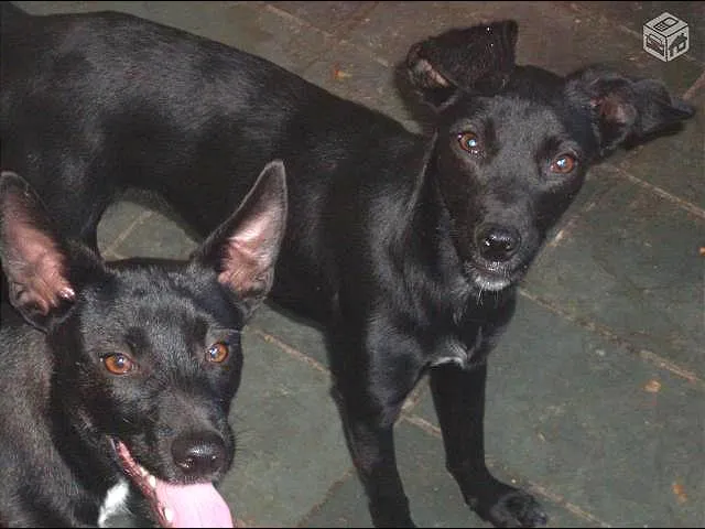 Cachorro raça vira lata idade 2 anos nome Graxinha