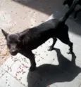 Lupi