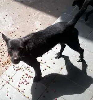 Cachorro raça vira lata  idade 2 anos nome Lupi