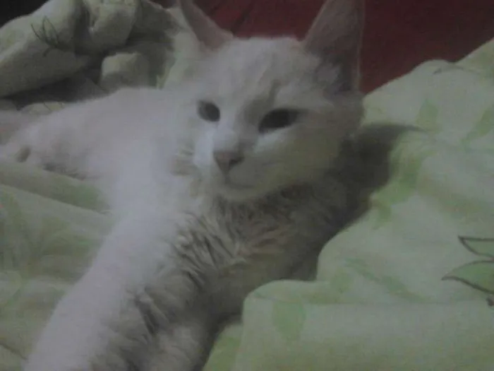 Gato ra a Angora C Persa idade 1 ano nome Thor