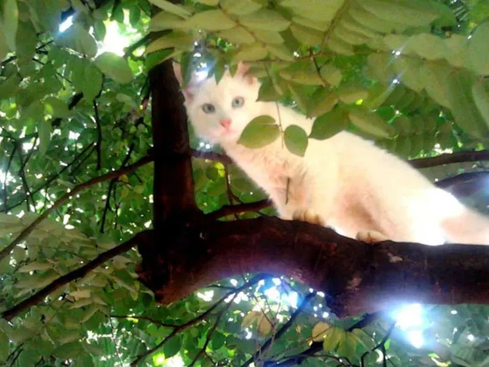 Gato ra a Angora C Persa idade 1 ano nome Thor