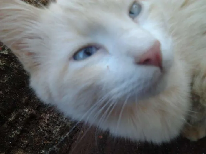 Gato ra a Angora C Persa idade 1 ano nome Thor